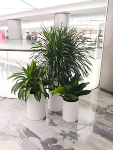 慈溪绿化修剪服务好